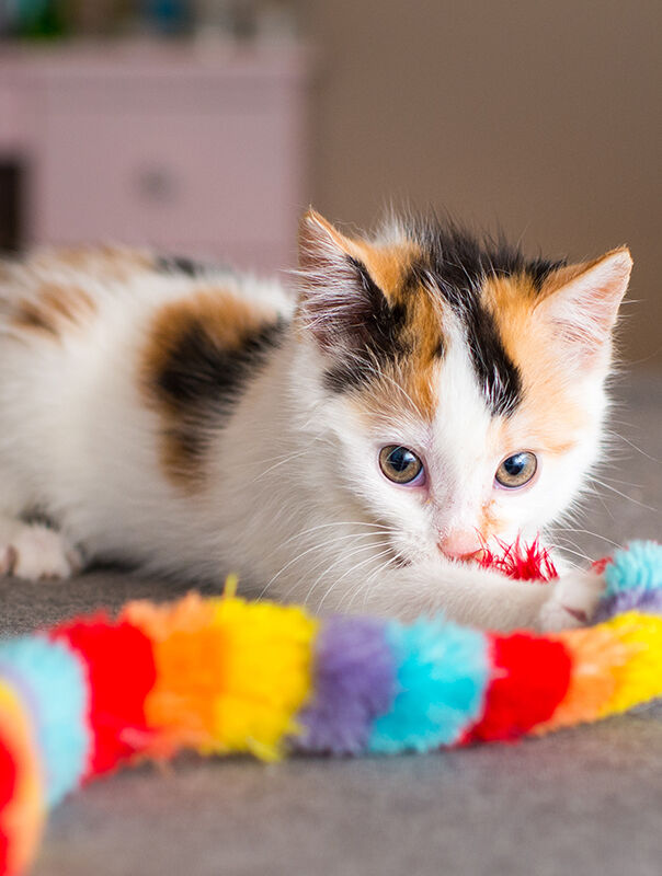 cat playing with colorful toy cat playing with colorful toy